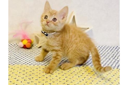 成約済の大阪府のスコティッシュフォールド-13364の2枚目