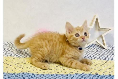 成約済の大阪府のスコティッシュフォールド-13364の1枚目