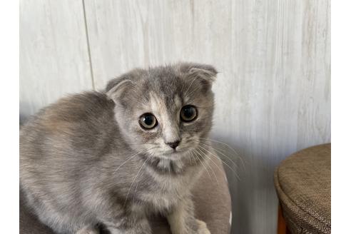 東京都のスコティッシュフォールド 女の子 2020 11 18生まれ ブルータビー 子猫id 13340 子猫ブリーダーナビ