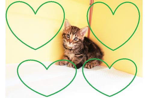 成約済の東京都のアメリカンショートヘア-13410の1枚目