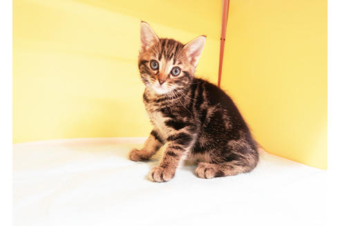 成約済の東京都のアメリカンショートヘア-13410の2枚目