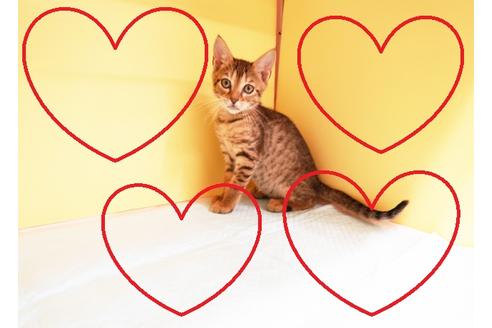 成約済の東京都のミックス-13411の1枚目