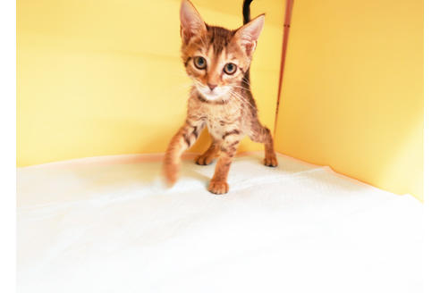 成約済の東京都のミックス-13411の2枚目