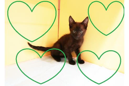 成約済の東京都のミックス-13412の1枚目