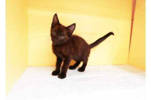 成約済の東京都のミックス-13412の2枚目