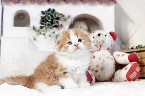 成約済の佐賀県のスコティッシュフォールド-13509の1枚目