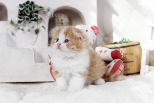 成約済の佐賀県のスコティッシュフォールド-13509の5枚目