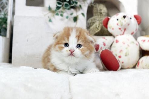 成約済の佐賀県のスコティッシュフォールド-13509の4枚目