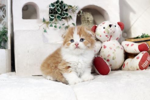 成約済の佐賀県のスコティッシュフォールド-13509の3枚目