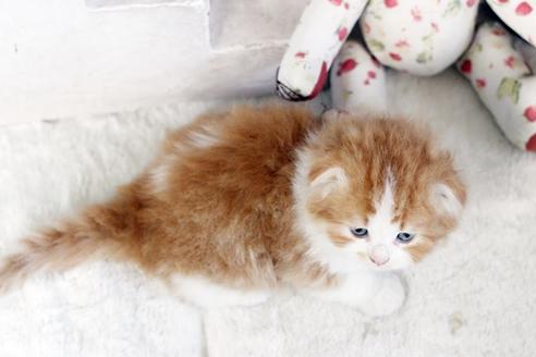 成約済の佐賀県のスコティッシュフォールド-13509の2枚目