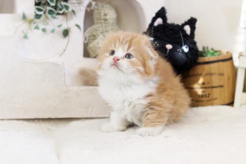 成約済の佐賀県のスコティッシュフォールド-13510の1枚目