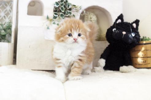 成約済の佐賀県のスコティッシュフォールド-13510の5枚目