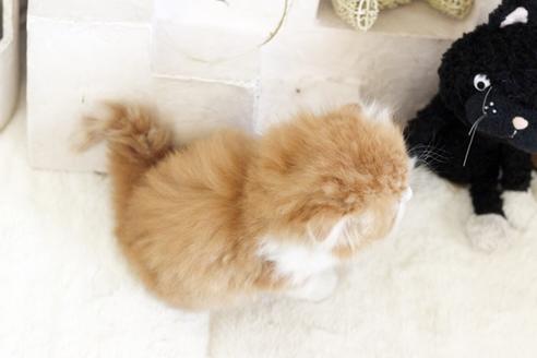 成約済の佐賀県のスコティッシュフォールド-13510の4枚目