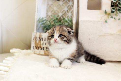 成約済の佐賀県のスコティッシュフォールド-13512の5枚目