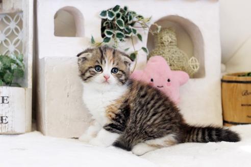 成約済の佐賀県のスコティッシュフォールド-13512の4枚目