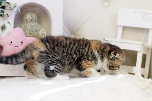 成約済の佐賀県のスコティッシュフォールド-13512の3枚目