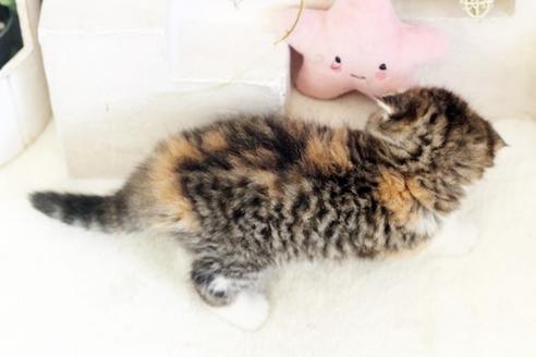 成約済の佐賀県のスコティッシュフォールド-13512の2枚目