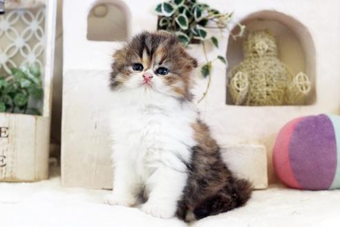 成約済の佐賀県のスコティッシュフォールド-13513の1枚目