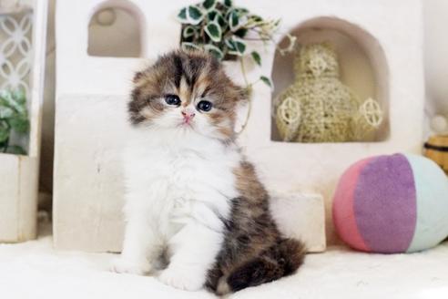 成約済の佐賀県のスコティッシュフォールド-13513の5枚目