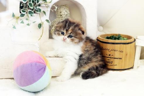 成約済の佐賀県のスコティッシュフォールド-13513の4枚目