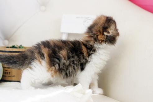 成約済の佐賀県のスコティッシュフォールド-13513の3枚目