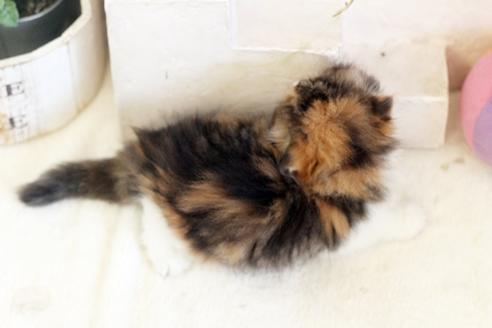 成約済の佐賀県のスコティッシュフォールド-13513の2枚目