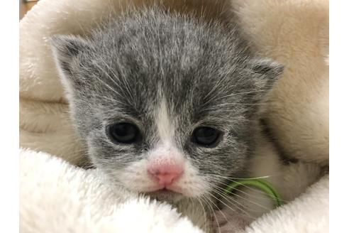 成約済の千葉県のブリティッシュショートヘア-13492の5枚目