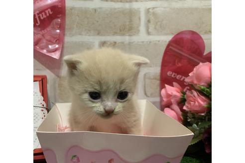 成約済の埼玉県のスコティッシュフォールド-13520の10枚目