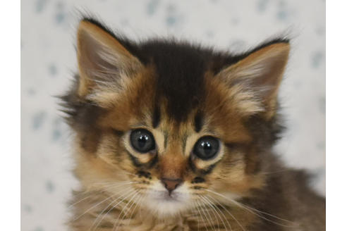 大阪府のソマリ 男の子 12 26生まれ ルディ 子猫id 子猫ブリーダーナビ