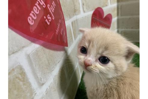 成約済の埼玉県のスコティッシュフォールド-13520