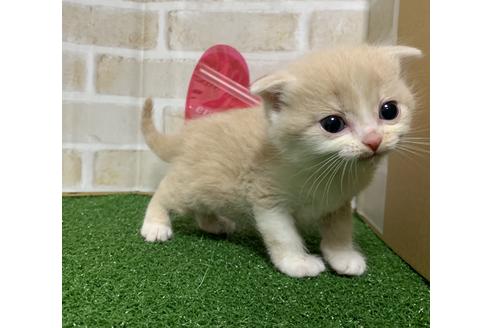 成約済の埼玉県のスコティッシュフォールド-13520の4枚目