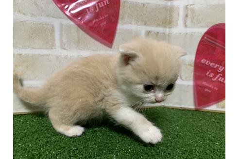 成約済の埼玉県のスコティッシュフォールド-13520の3枚目