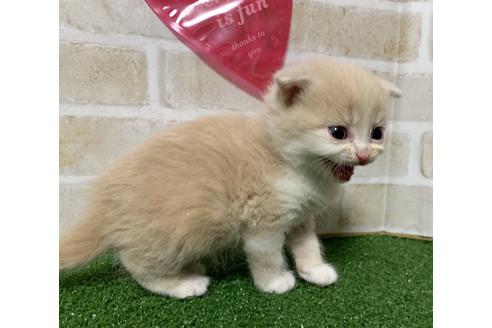成約済の埼玉県のスコティッシュフォールド-13520の2枚目