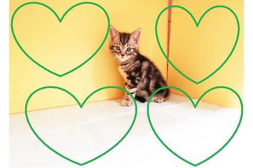 成約済の東京都のアメリカンショートヘア-13599の1枚目