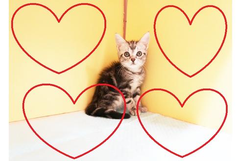 成約済の東京都のアメリカンショートヘア-13600