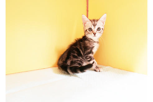 成約済の東京都のアメリカンショートヘア-13600の2枚目