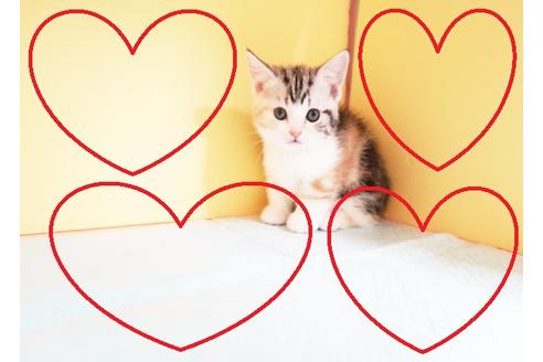 成約済の東京都のマンチカン-13601