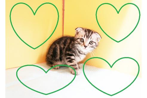 成約済の東京都のスコティッシュフォールド-13602