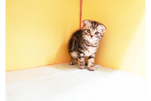 成約済の東京都のスコティッシュフォールド-13602の2枚目