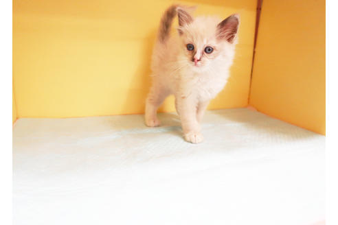 成約済の東京都のラグドール-13603の2枚目