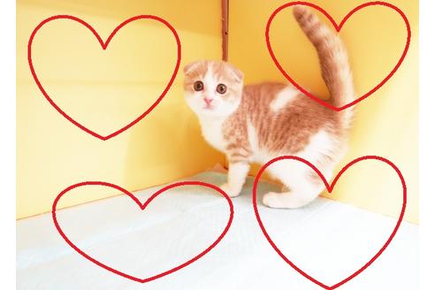 成約済の東京都のスコティッシュフォールド-13604の1枚目