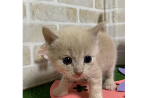 成約済の埼玉県のスコティッシュフォールド-13613の19枚目