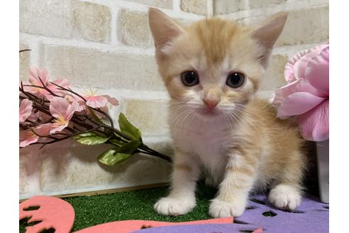 成約済の埼玉県のスコティッシュフォールド-13522の14枚目