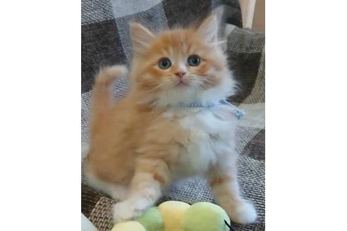 成約済の埼玉県のサイベリアン-13633の1枚目