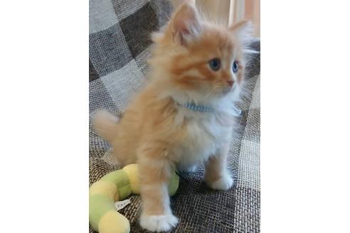 成約済の埼玉県のサイベリアン-13633の5枚目