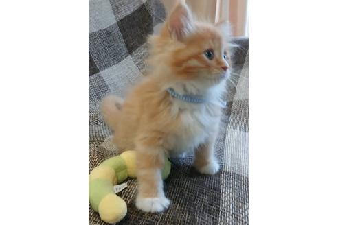 成約済の埼玉県のサイベリアン-13633の4枚目