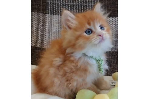 成約済の埼玉県のサイベリアン-13635の1枚目