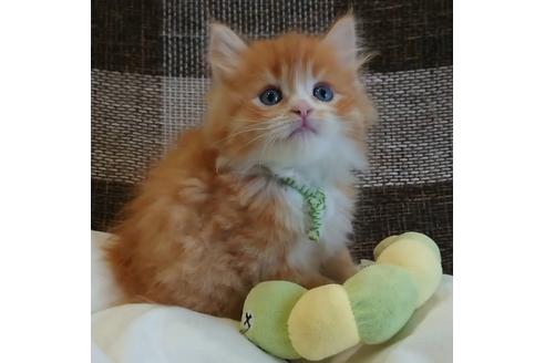 成約済の埼玉県のサイベリアン-13635の5枚目