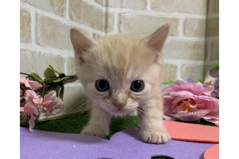 成約済の埼玉県のスコティッシュフォールド-13610の10枚目