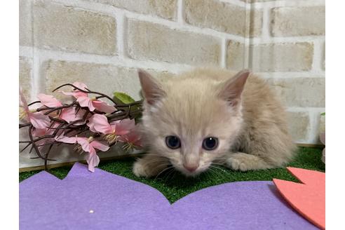 成約済の埼玉県のスコティッシュフォールド-13613の14枚目